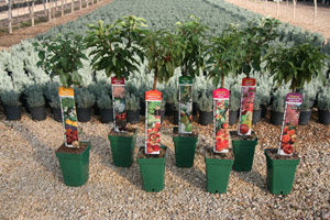 Estilo y hogar: Árboles frutales pequeños para terrazas o balcones